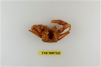 藏品(休氏聲蟹)的圖片